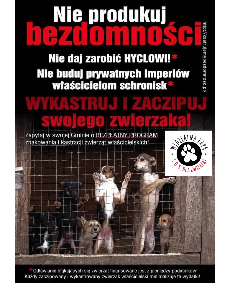 kastrujemy bezdomność
