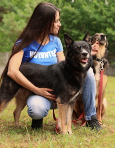 Female volunteer with homeless dogs at animal shelter outdoors