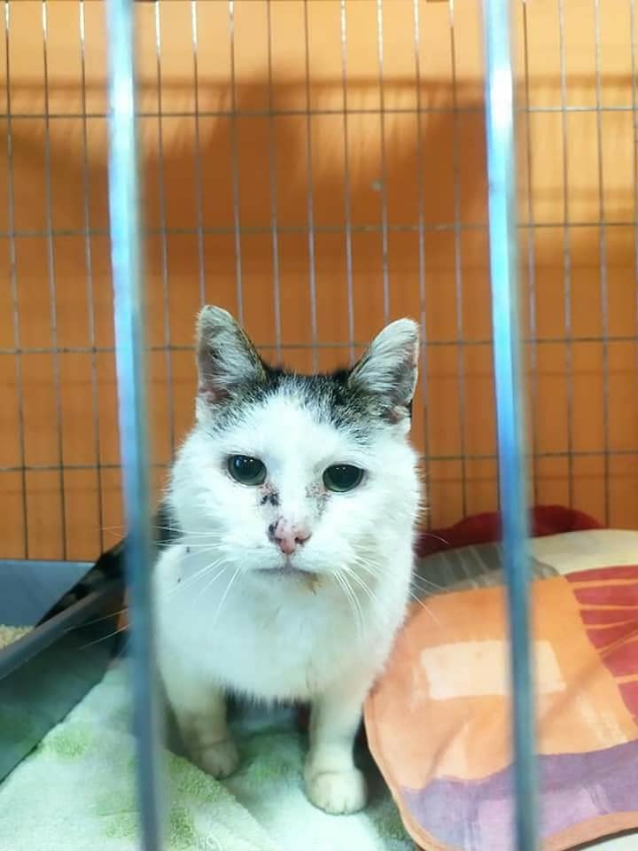 właścicielu, gdzie jesteś