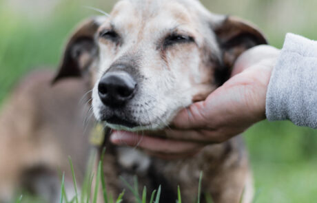 2021-05-20 widzialna-łapa-4