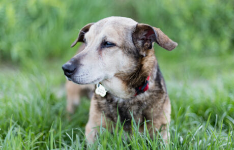 2021-05-20 widzialna-łapa_-16