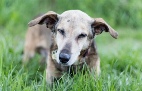 2021-05-20 widzialna-łapa_-17