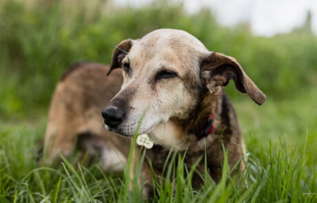 2021-05-20 widzialna-łapa_-20