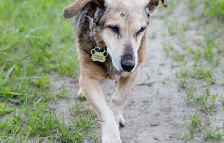 2021-05-20 widzialna-łapa_-21