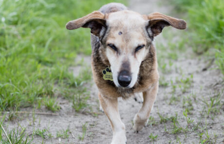 2021-05-20 widzialna-łapa_-22